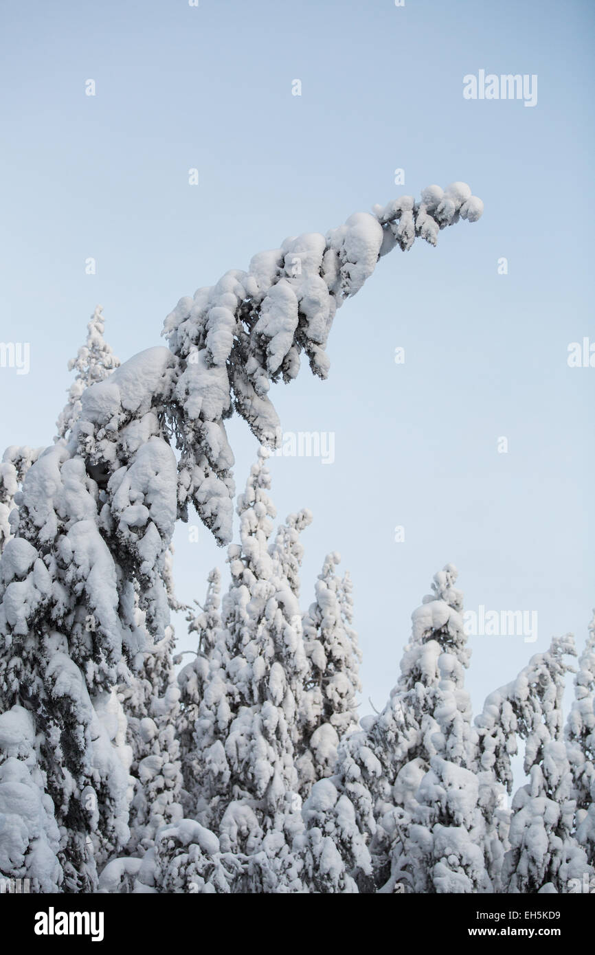 Hiver neige gelée scène forestière Banque D'Images
