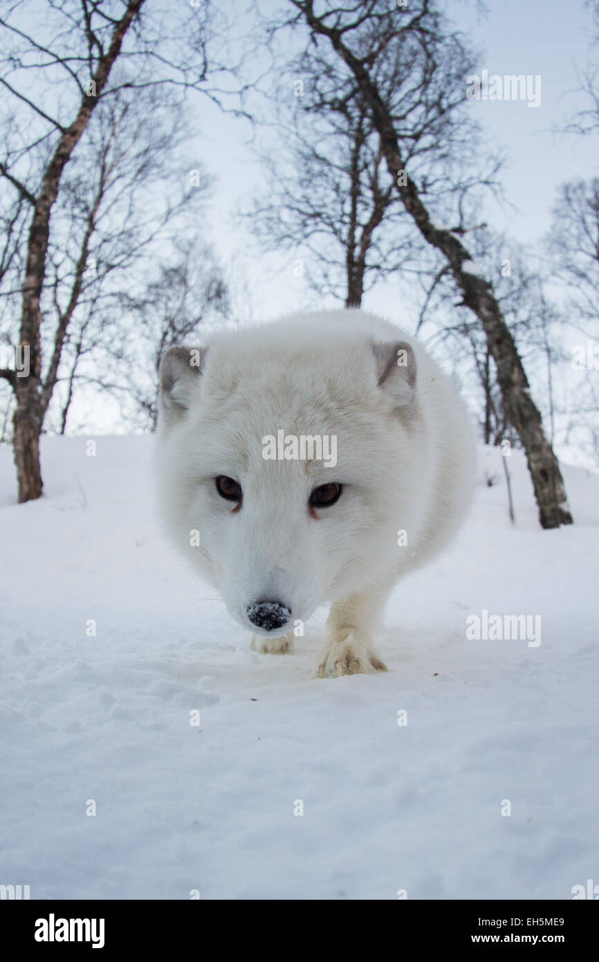 Le renard arctique dans une forêt enneigée Banque D'Images