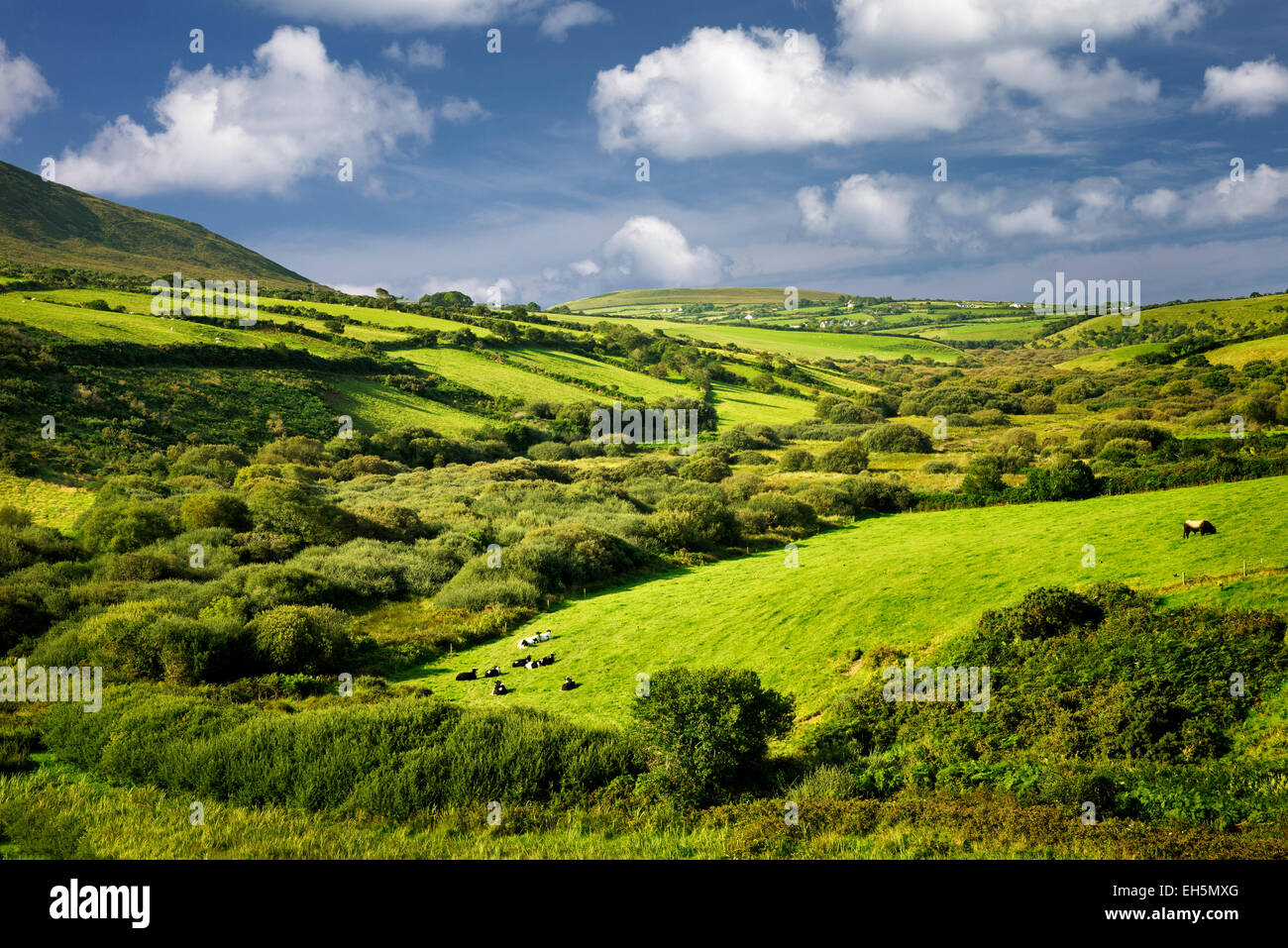 Scène pastorale avec des vaches et des pâturages. La péninsule de Dingle. L'Irlande Banque D'Images