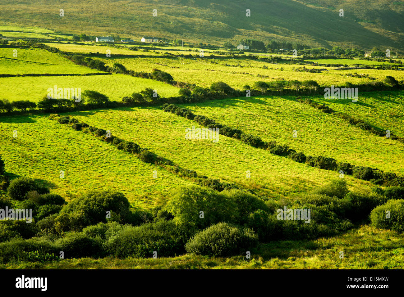 Scène pastorale avec des vaches et des pâturages. La péninsule de Dingle. L'Irlande Banque D'Images