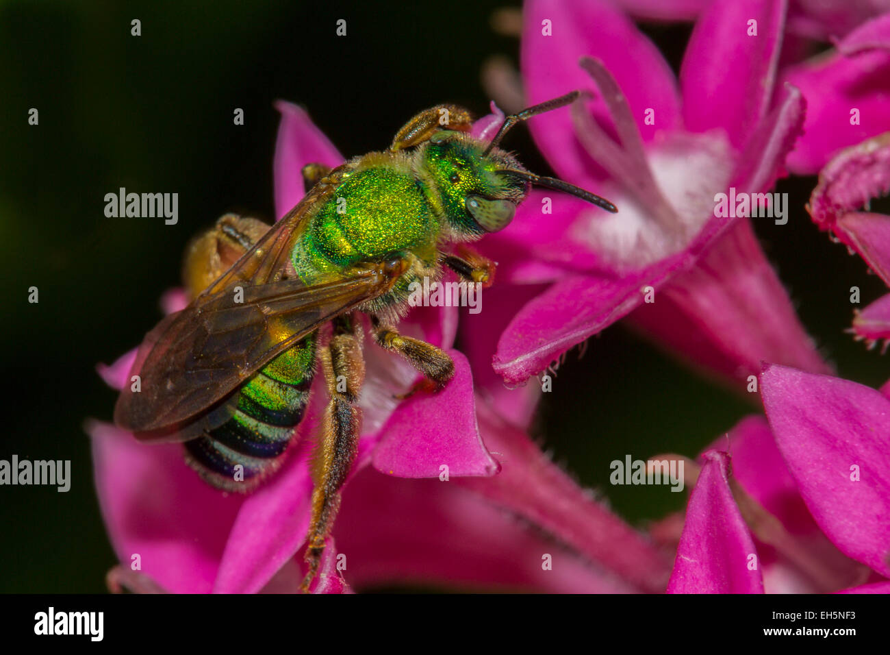 Libre de vert ou Sweet bee du genre Agapostemon sur fleurs roses Banque D'Images