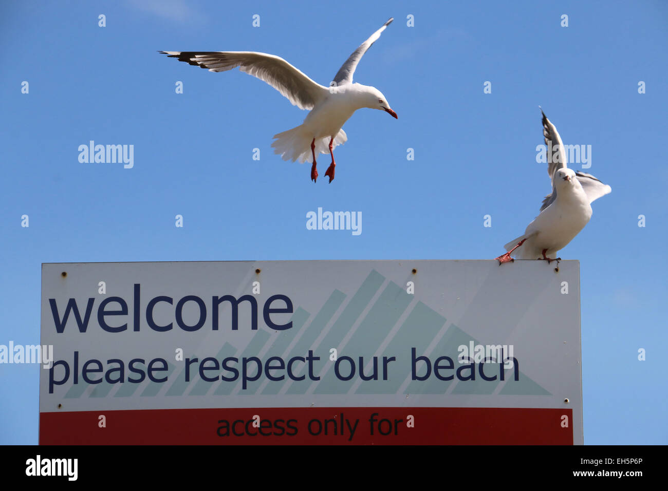 Bec cerclé rouge sur ce qui concerne notre plage signer Waikanae Beach Nouvelle Zélande Banque D'Images