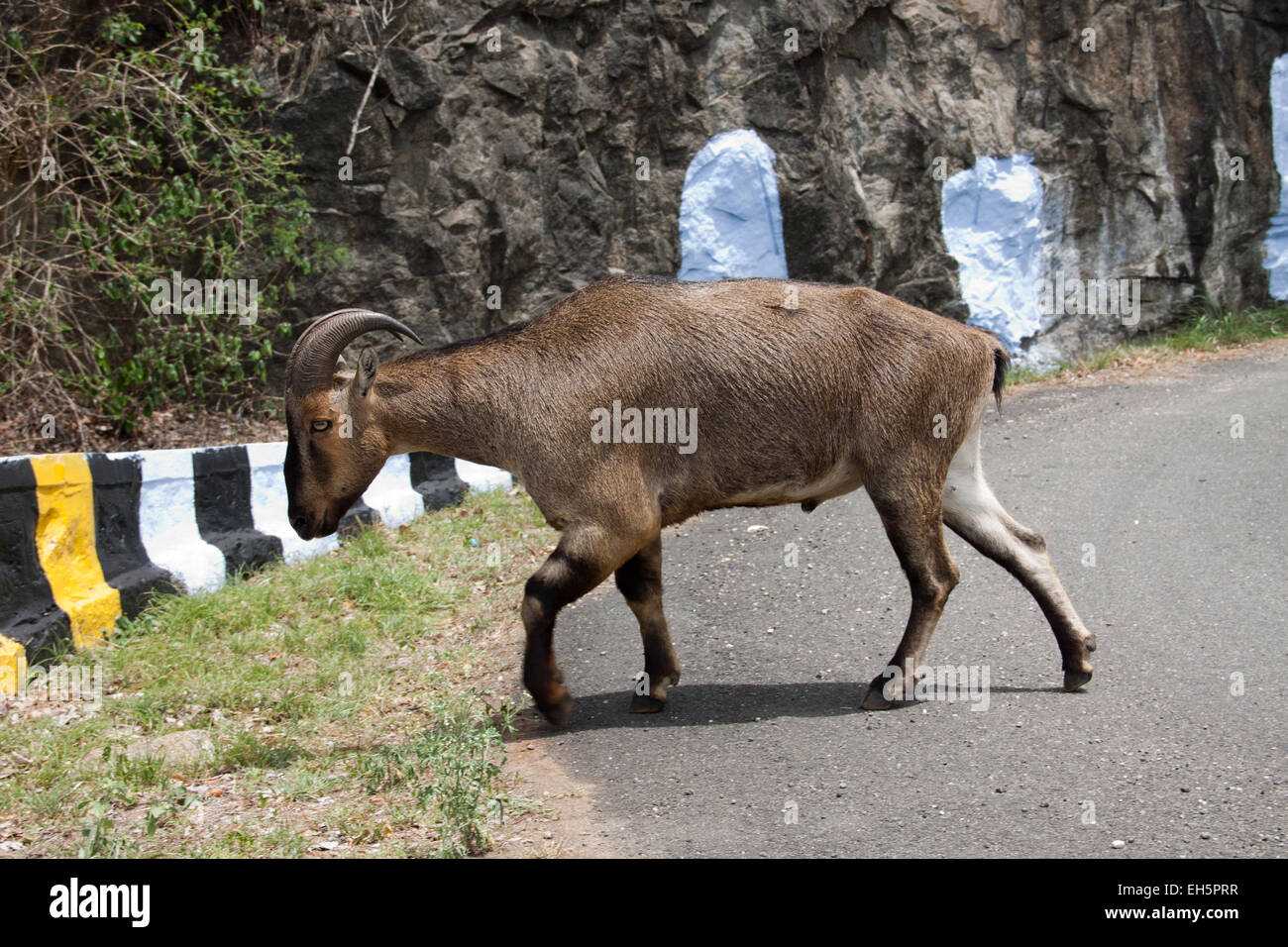 Nilgiri Tahr (Nilgiritragus hylocrius) traverser la route Banque D'Images