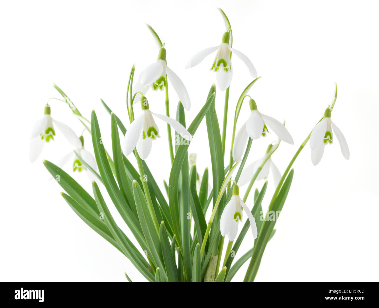 Snowdrop Galanthus nivalis (Commun) Banque D'Images