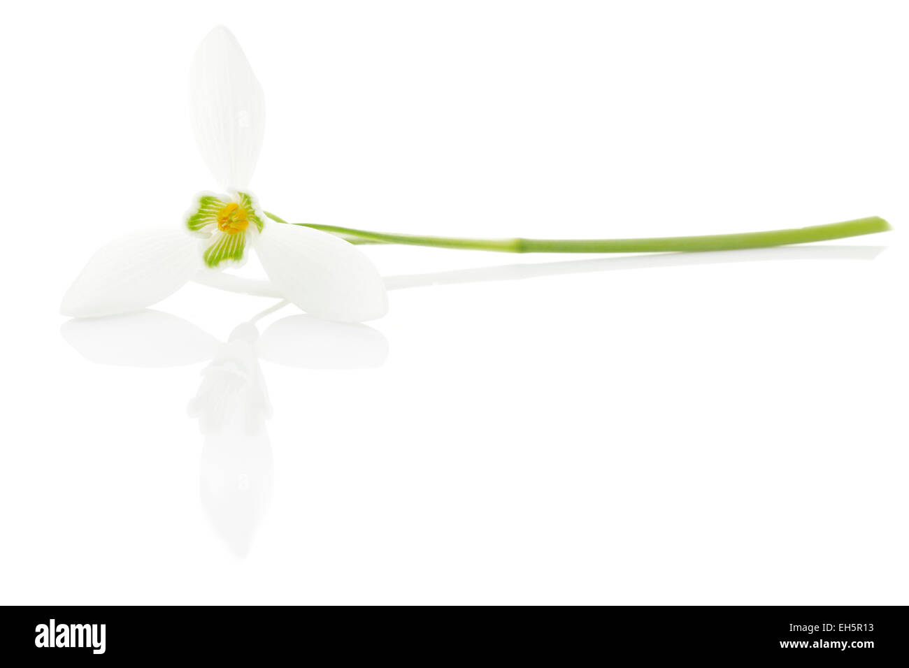 Snowdrop Galanthus nivalis (Commun) Banque D'Images