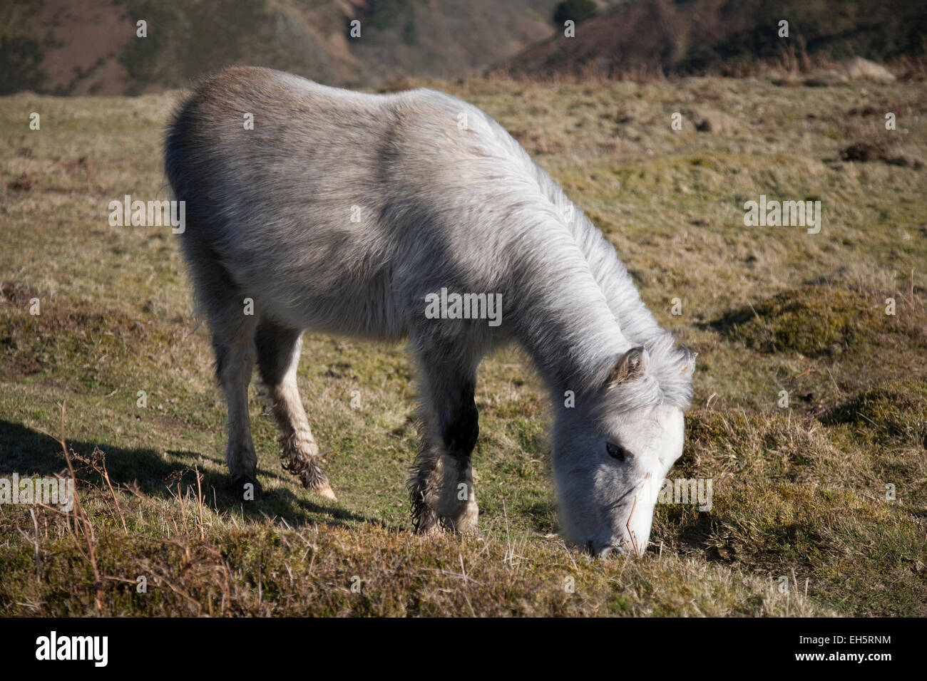 Poney sauvage sur le long Mynd dans le Shropshire, Angleterre Banque D'Images