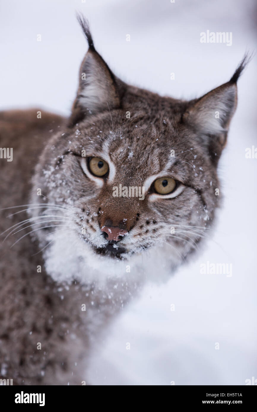 Un lynx eurasien dans une forêt hiver neige Banque D'Images