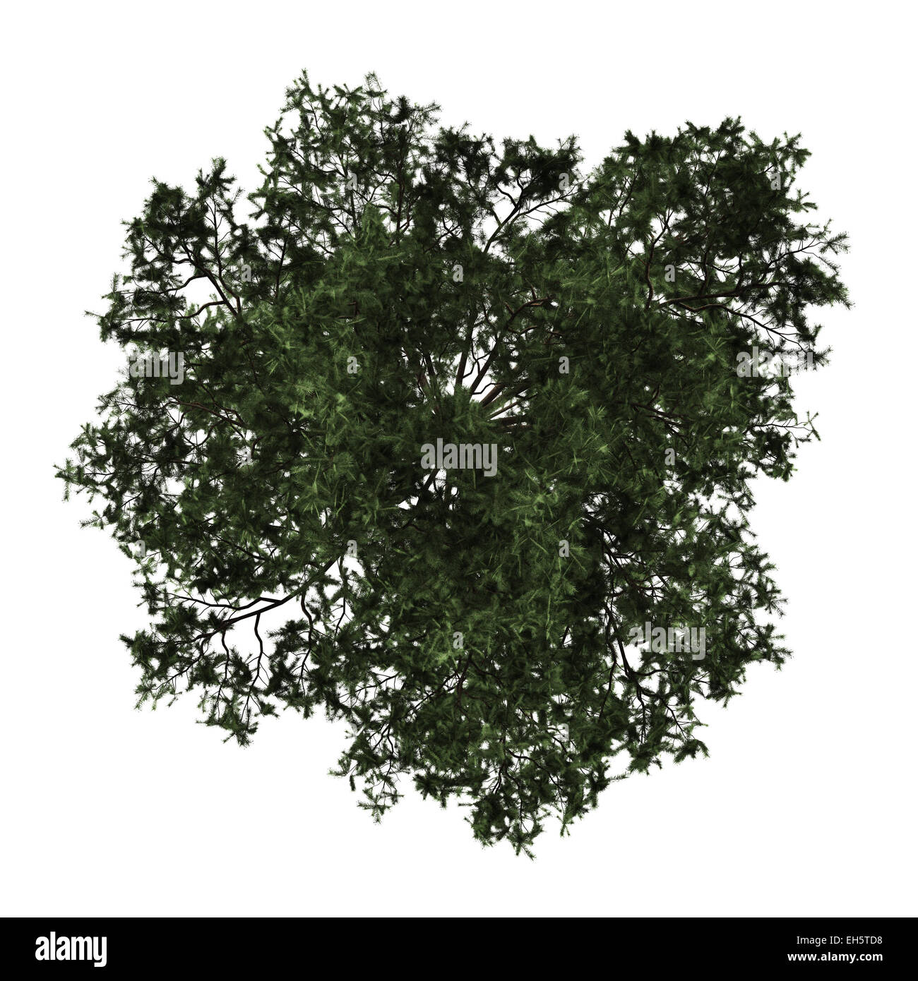 Vue de dessus de l'arbre de pin sylvestre isolé sur fond blanc Banque D'Images