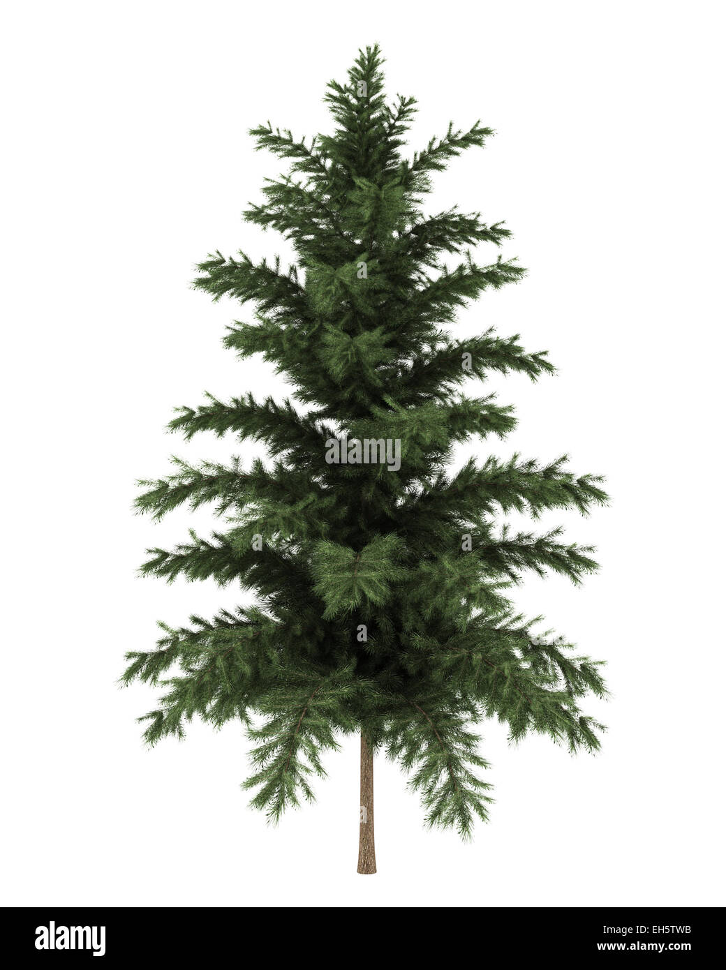 Le pin sylvestre arbre isolé sur fond blanc Banque D'Images