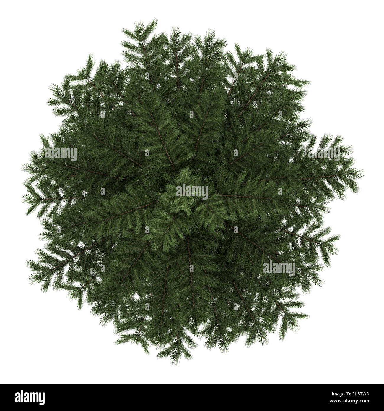 Vue de dessus de l'arbre de pin sylvestre isolé sur fond blanc Banque D'Images