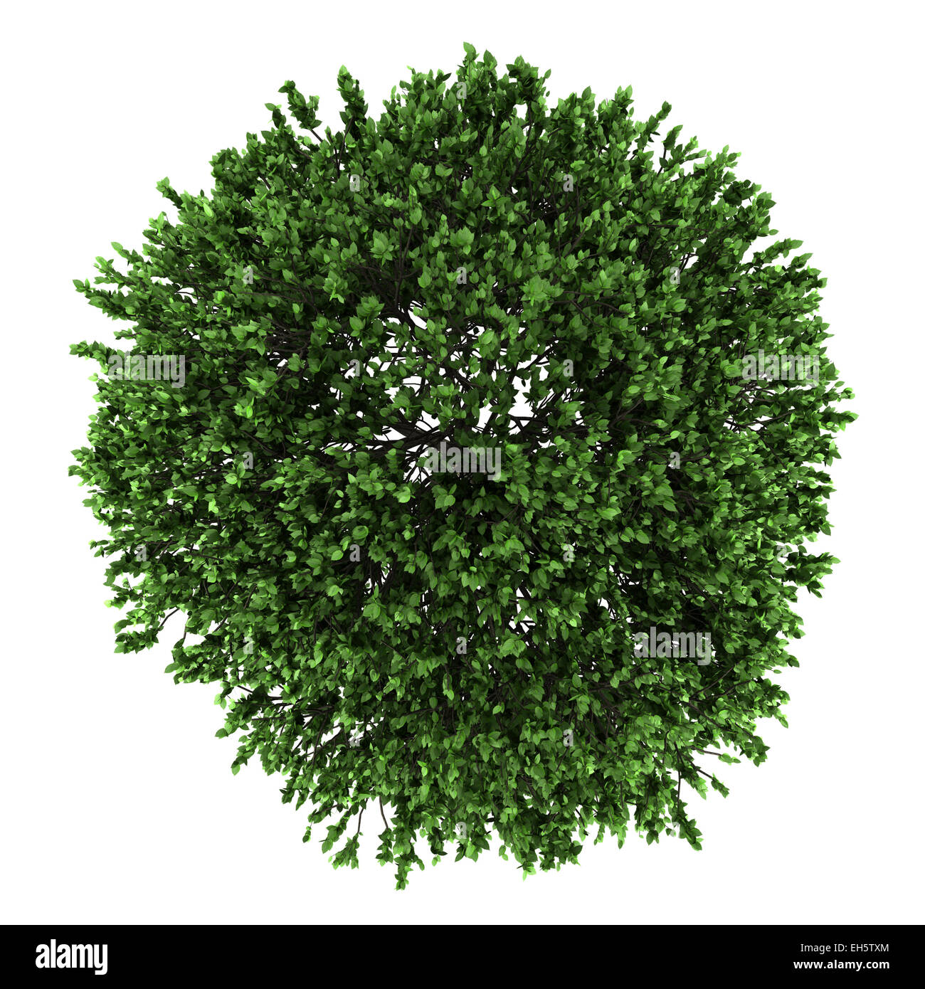 Vue de dessus de l'orme d'Amérique arbre isolé sur fond blanc Banque D'Images