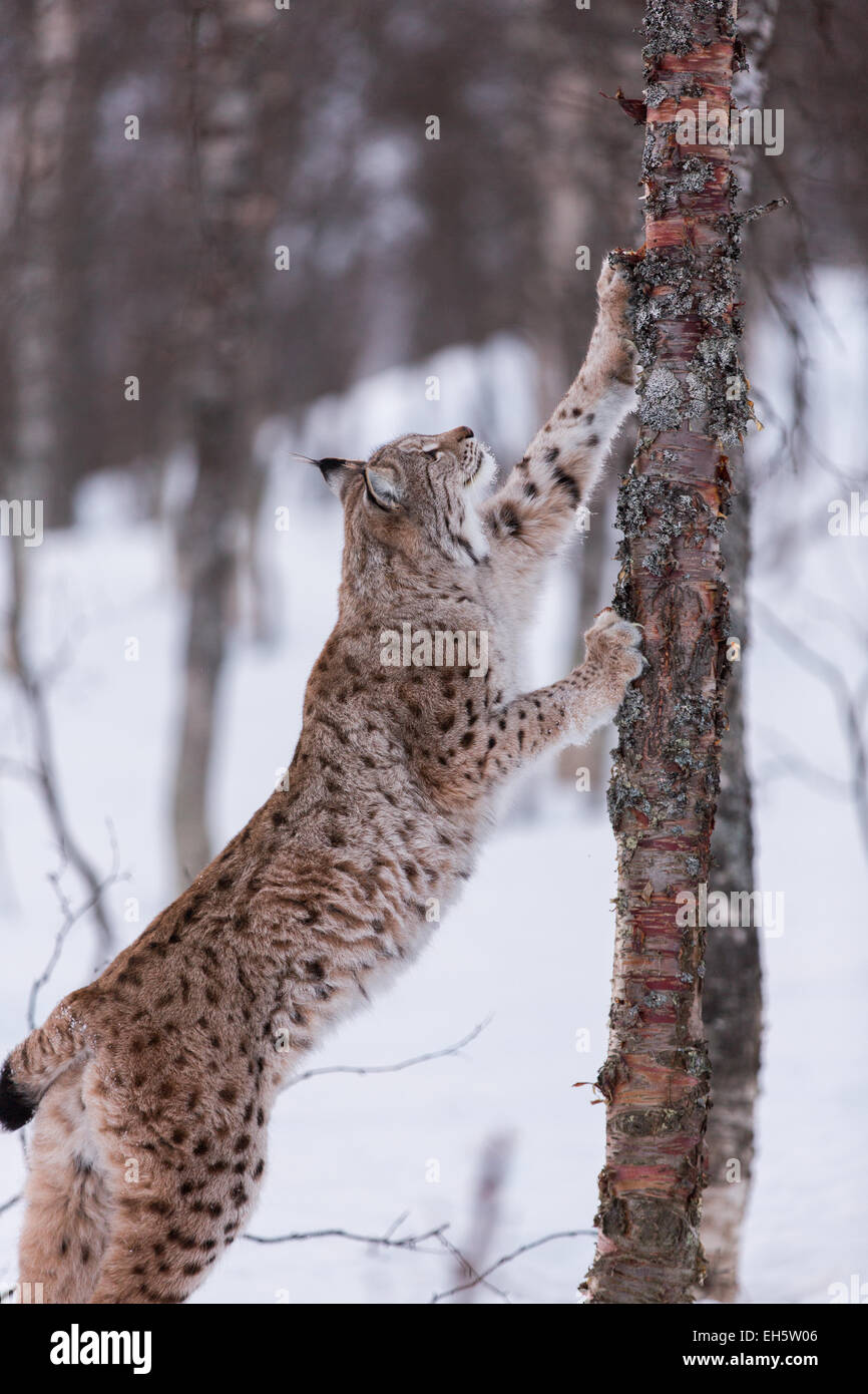 Un lynx eurasien dans une forêt hiver neige Banque D'Images