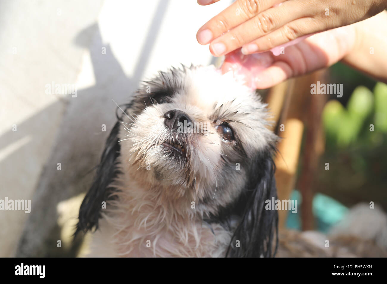 Nettoyage des mains qui Shih Tzu chien pour une bonne santé. Banque D'Images
