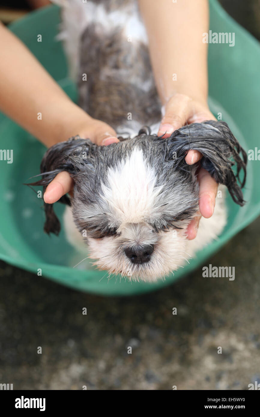 Nettoyage des mains qui Shih Tzu chien pour une bonne santé. Banque D'Images
