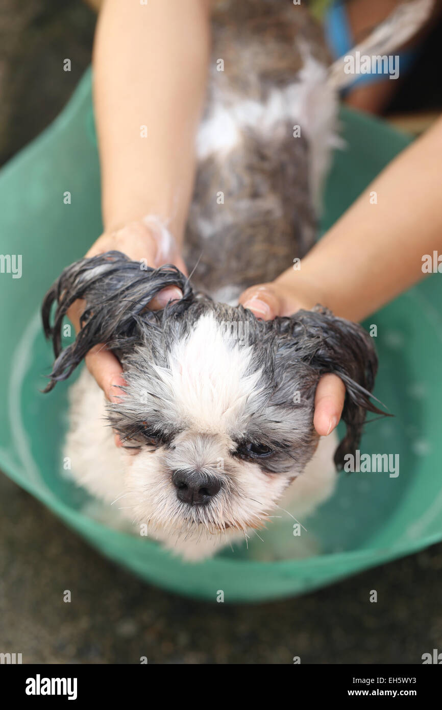 Nettoyage des mains qui Shih Tzu chien pour une bonne santé. Banque D'Images