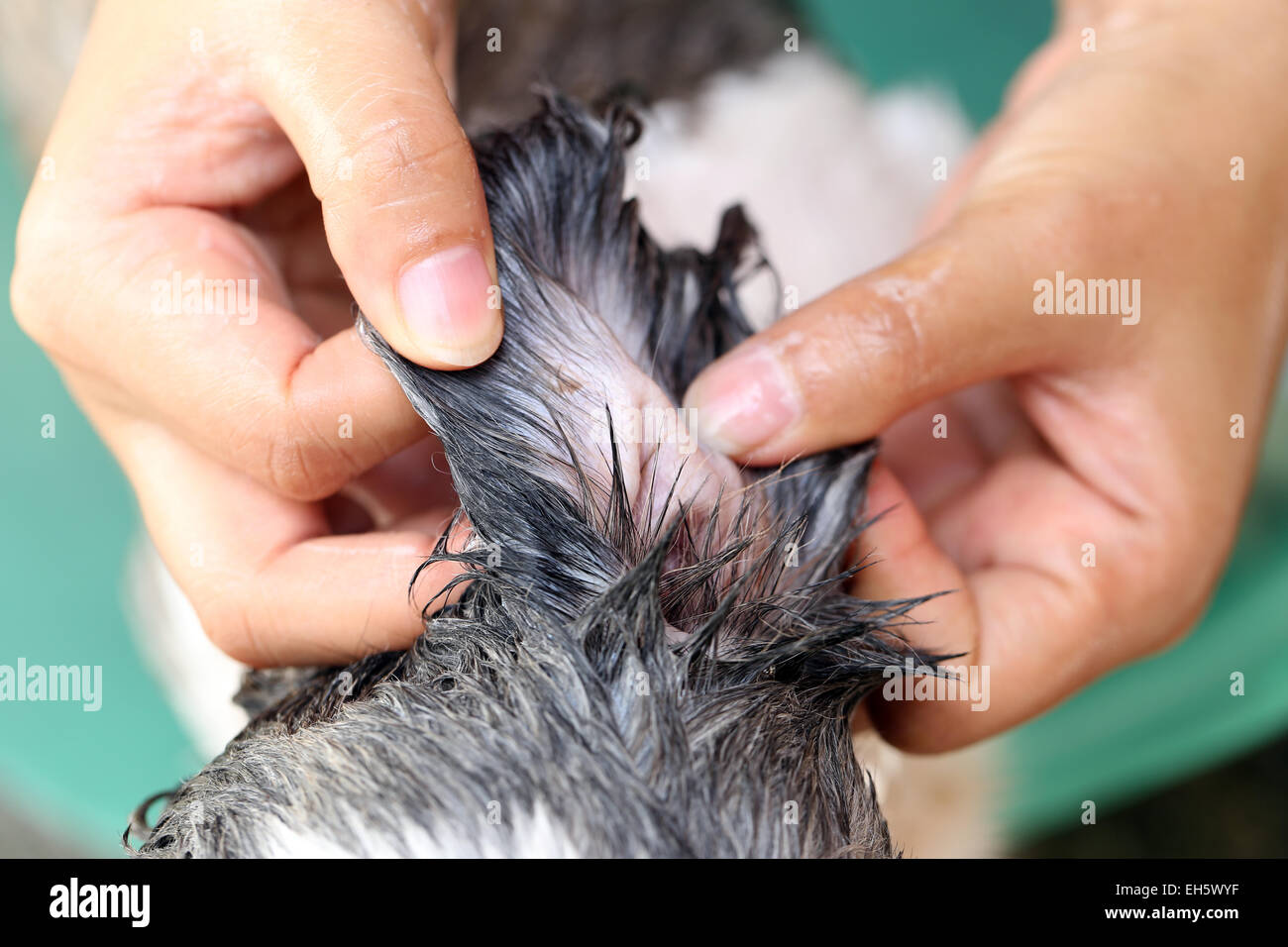 Nettoyage des mains qui Shih Tzu chien pour une bonne santé. Banque D'Images