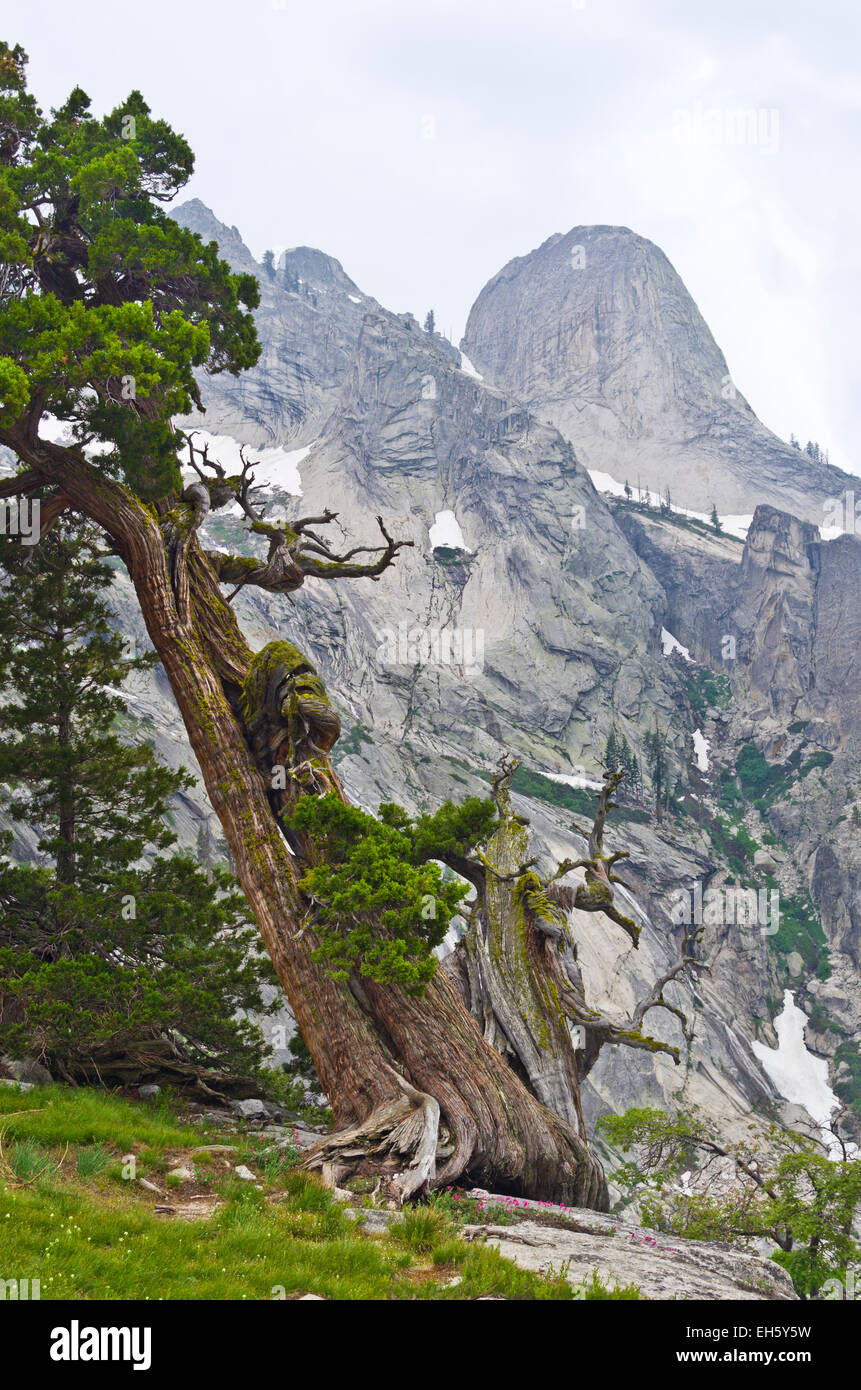 Arbre généalogique de Juniper en Sequoia National Park, près de Lake Hamilton, en Californie, le long de la Haute Sierra Trail. Banque D'Images