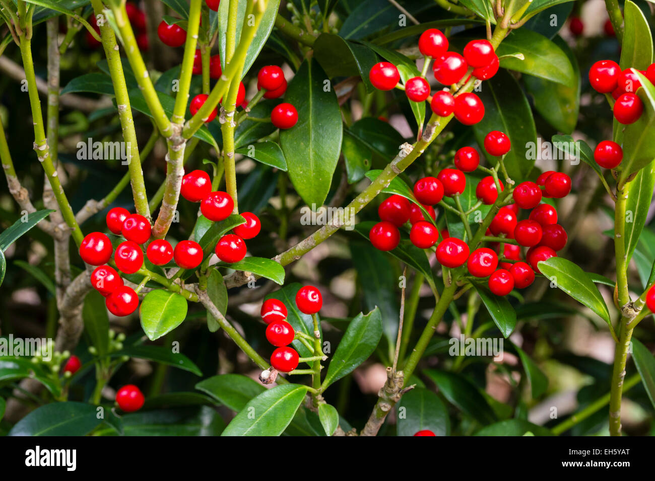 Baies d'hiver rouge de l'evergreen Skimmia japonica japonais Banque D'Images