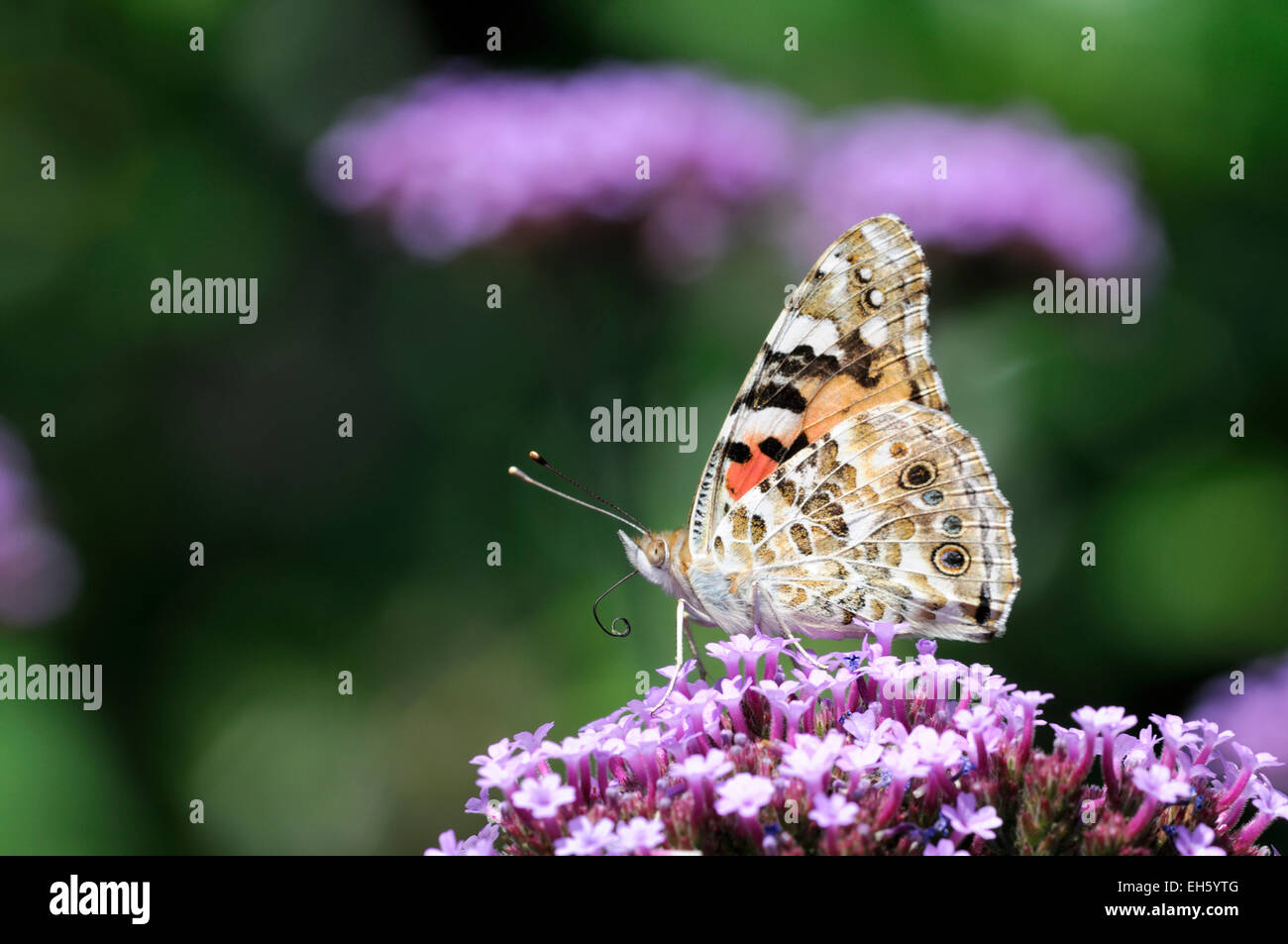 Vanessa cardui painted lady butterfly Banque D'Images