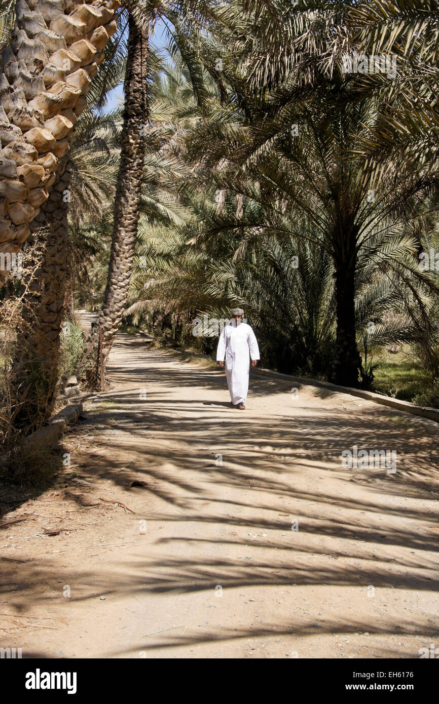 Homme marchant au milieu des dattiers, Al-Hamra, Oman Banque D'Images