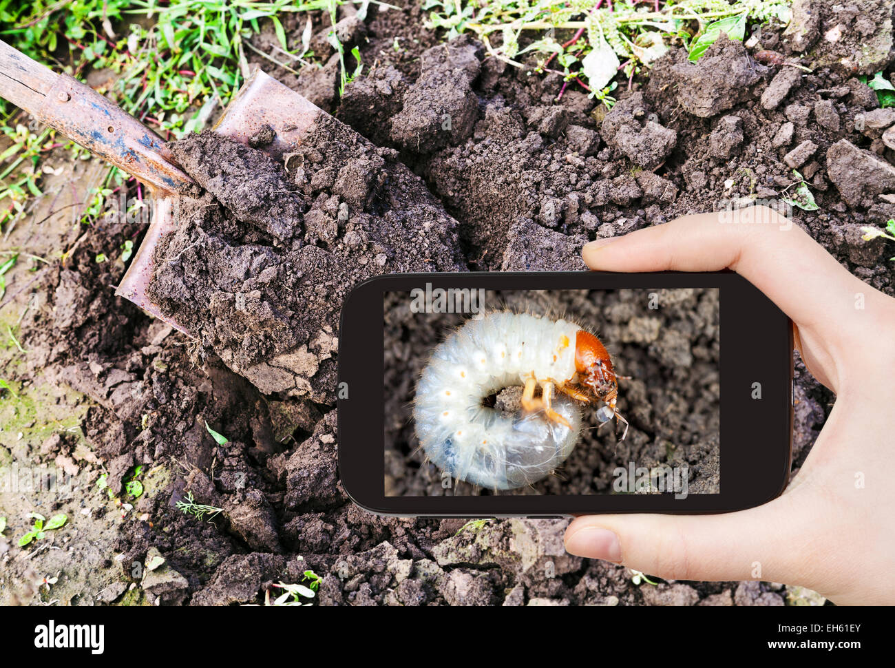 Jardin concept - man taking photo de vers blancs sur la masse de cockchafer sur gadget mobile in garden Banque D'Images