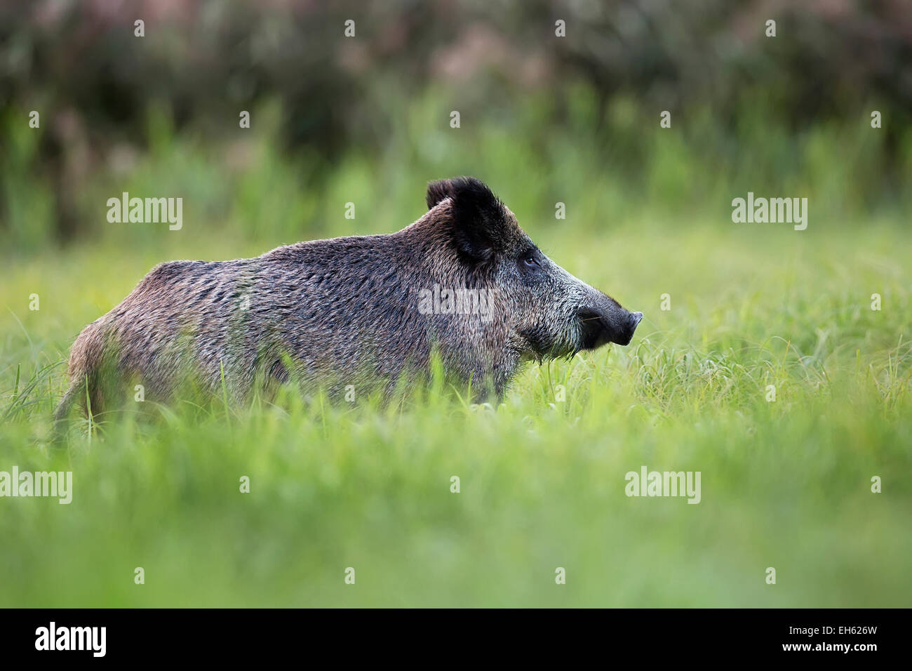 Les sangliers dans la nature, dans une clairière Banque D'Images Les sangliers dans la nature, dans une clairière Banque D'Images
