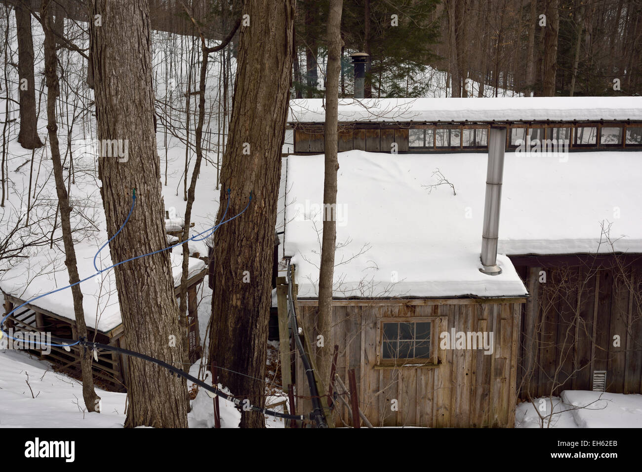 Le tube en plastique coulé dans les arbres d'érable à sucre sur une colline couverte de neige pour collecter des SAP pour un réservoir de cabane à sucre Ontario Canada Banque D'Images