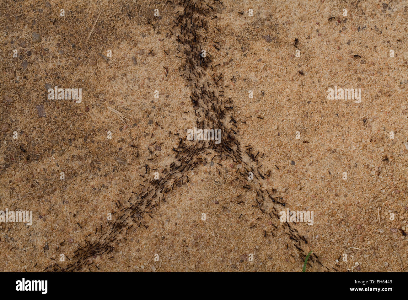 Pilote, ou de l'armée de fourmis Safari (Dorylus sp. ). Les travailleurs et plus de classes de Soldat en mouvement. Le Ghana. L'Afrique de l'Ouest. Banque D'Images