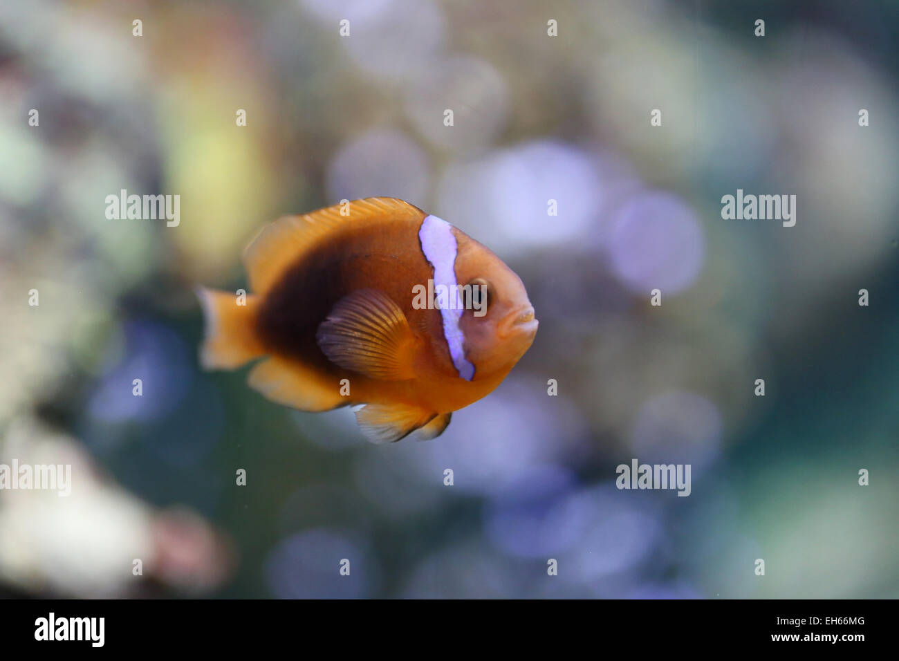 Poisson clown coloré dans undersea à l'aquarium. Banque D'Images