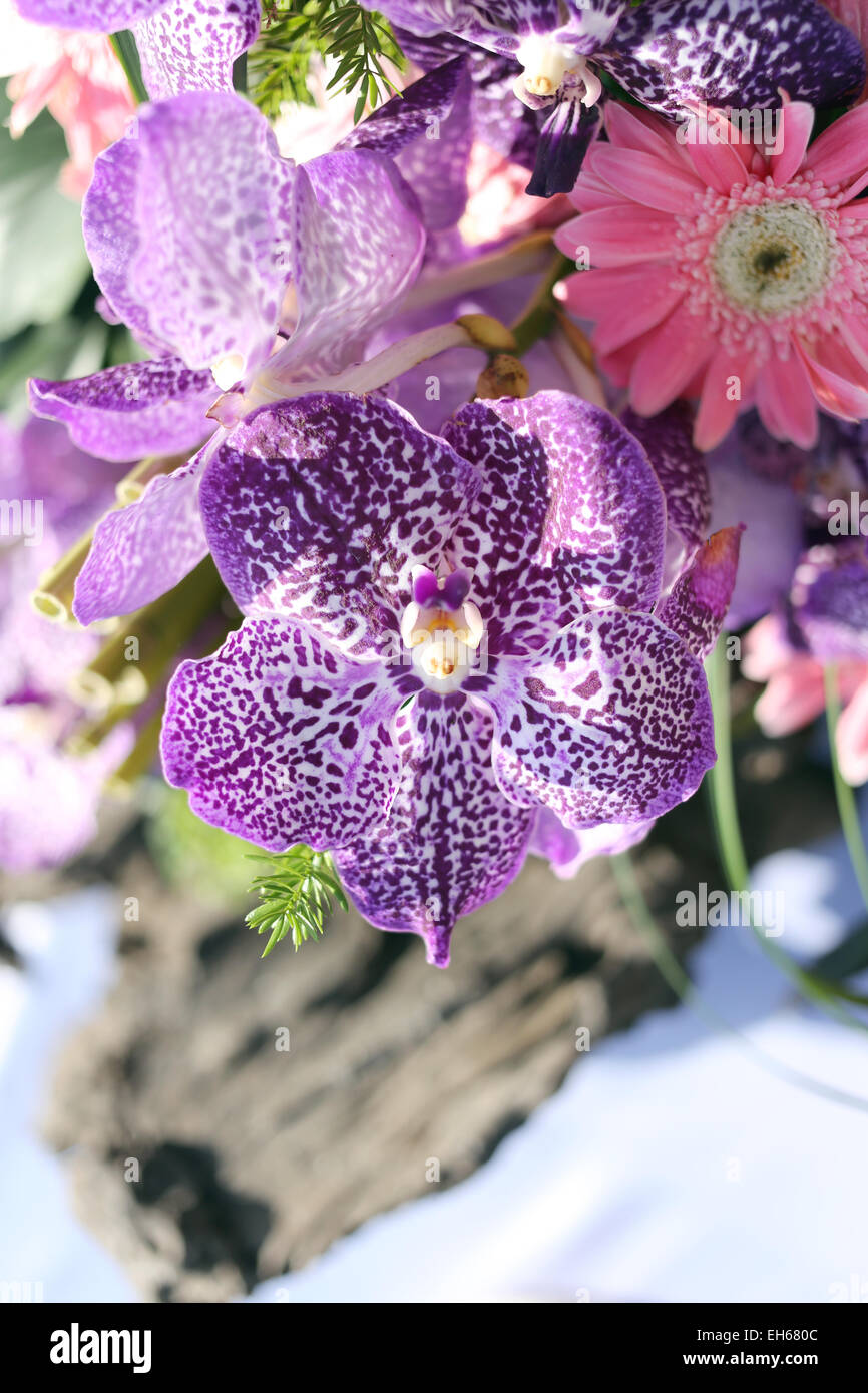 Orchidée pourpre fleurs dans l'arrière-cour. Banque D'Images
