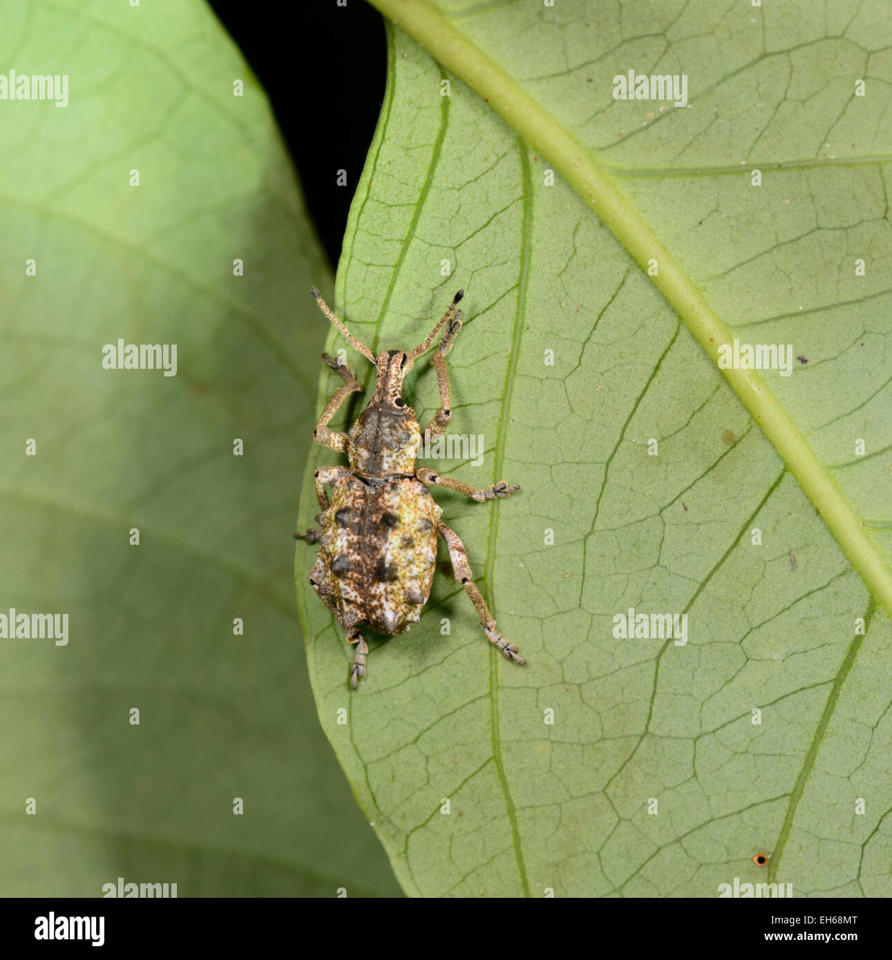 (Curculionidae), Queensland, Australie Banque D'Images