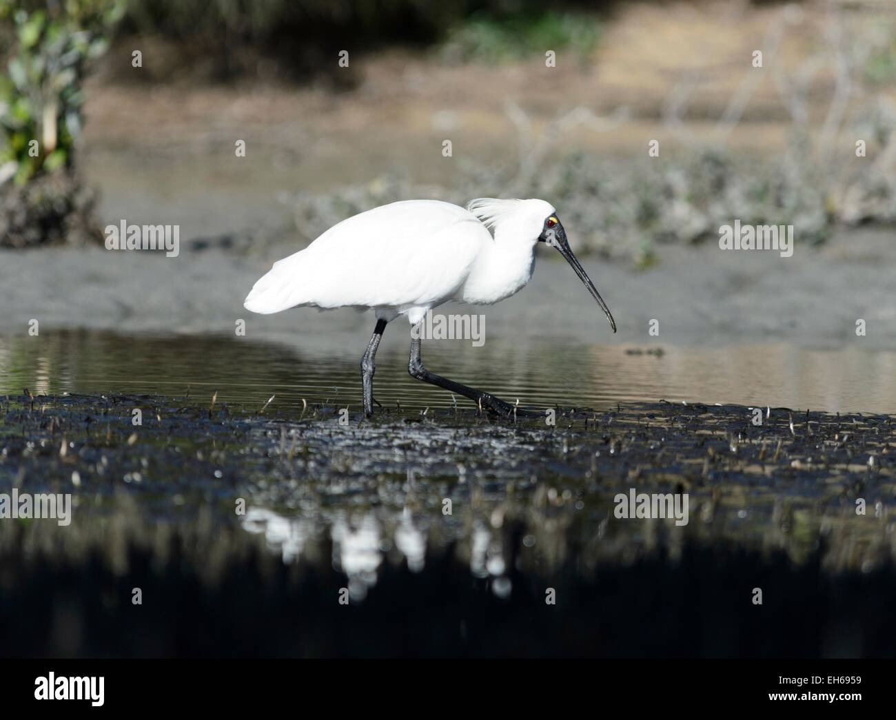 Spatule royale (Platalea regia), Royal National Park, New South Wales, Australia Banque D'Images