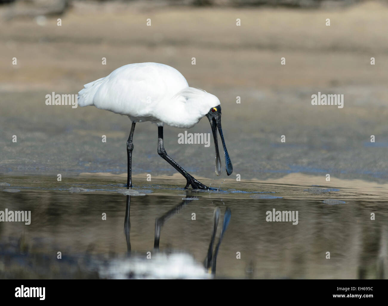 Spatule royale (Platalea regia), Royal National Park, New South Wales, Australia Banque D'Images