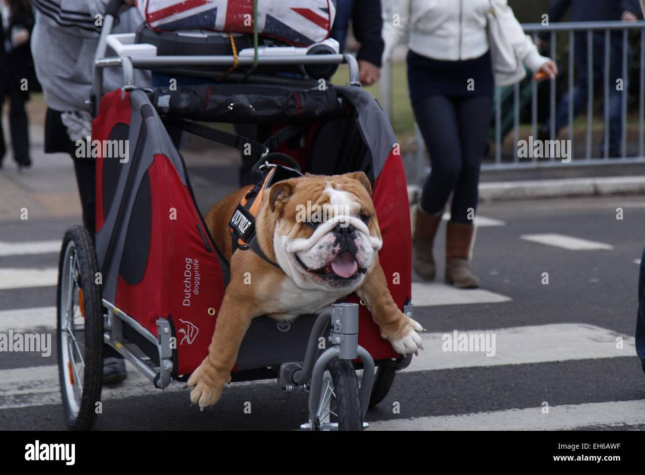 Birmingham, UK. 8 mars, 2015. Les chiens qui arrivent pour le dernier jour de Crufts aujourd'hui à Birmingham, UK. Crédit : Jon Freeman/Alamy Live News Banque D'Images