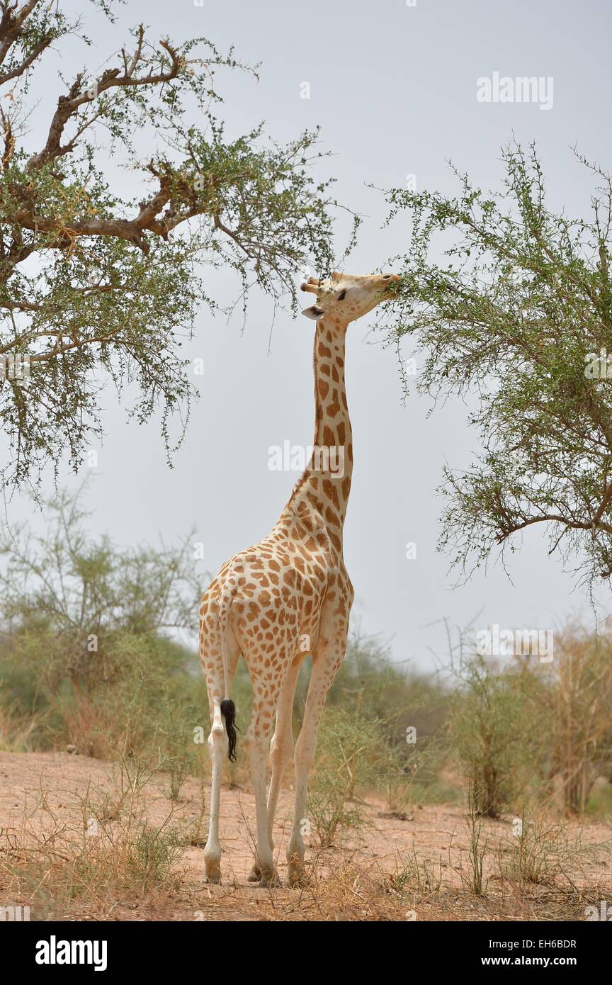 Girafe d'Afrique de l'Ouest - Niger Girafe (Giraffa camelopardalis peralta) se nourrissant de leafs Koure près de Niamey - Niger Banque D'Images