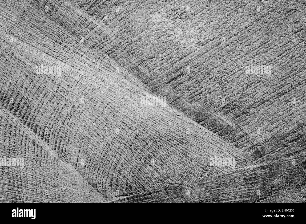 Tronc d'arbre coupé texture de fond en bois Banque D'Images