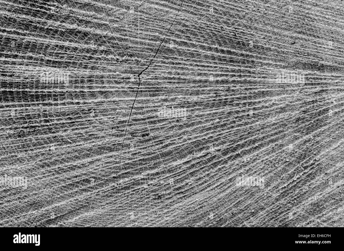 Tronc d'arbre coupé texture de fond en bois Banque D'Images