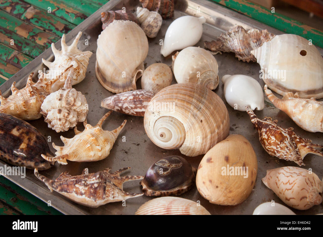 Collection de coquillages, sur une table à Phu Quoc, au Vietnam Banque D'Images