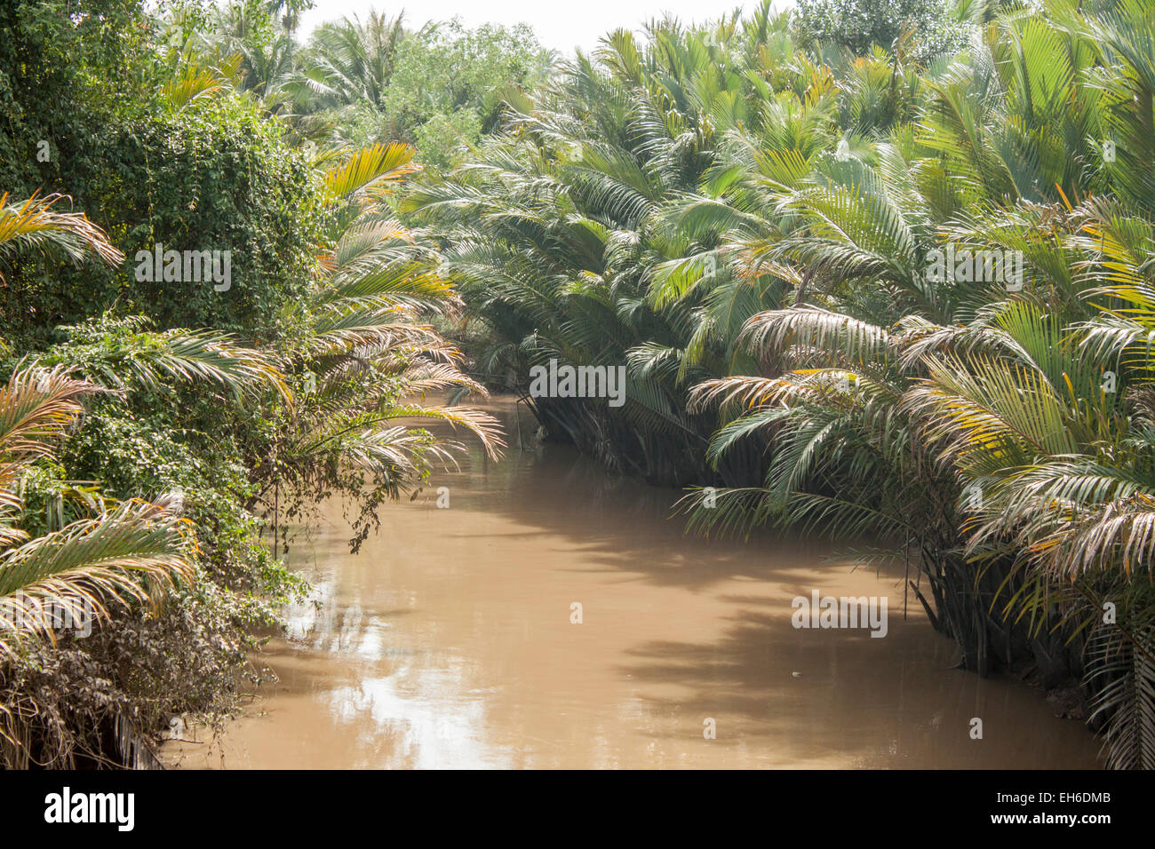 Jungle verte sauvage et de l'eau brune au mékong Banque D'Images