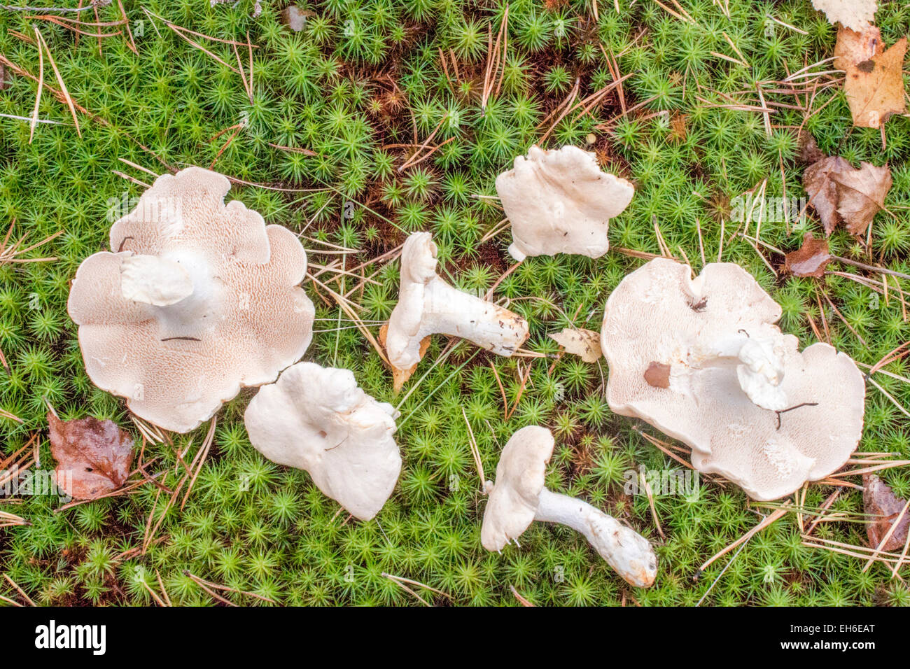 Beaucoup de champignon de la dent, sur fond vert, dans la forêt Banque D'Images