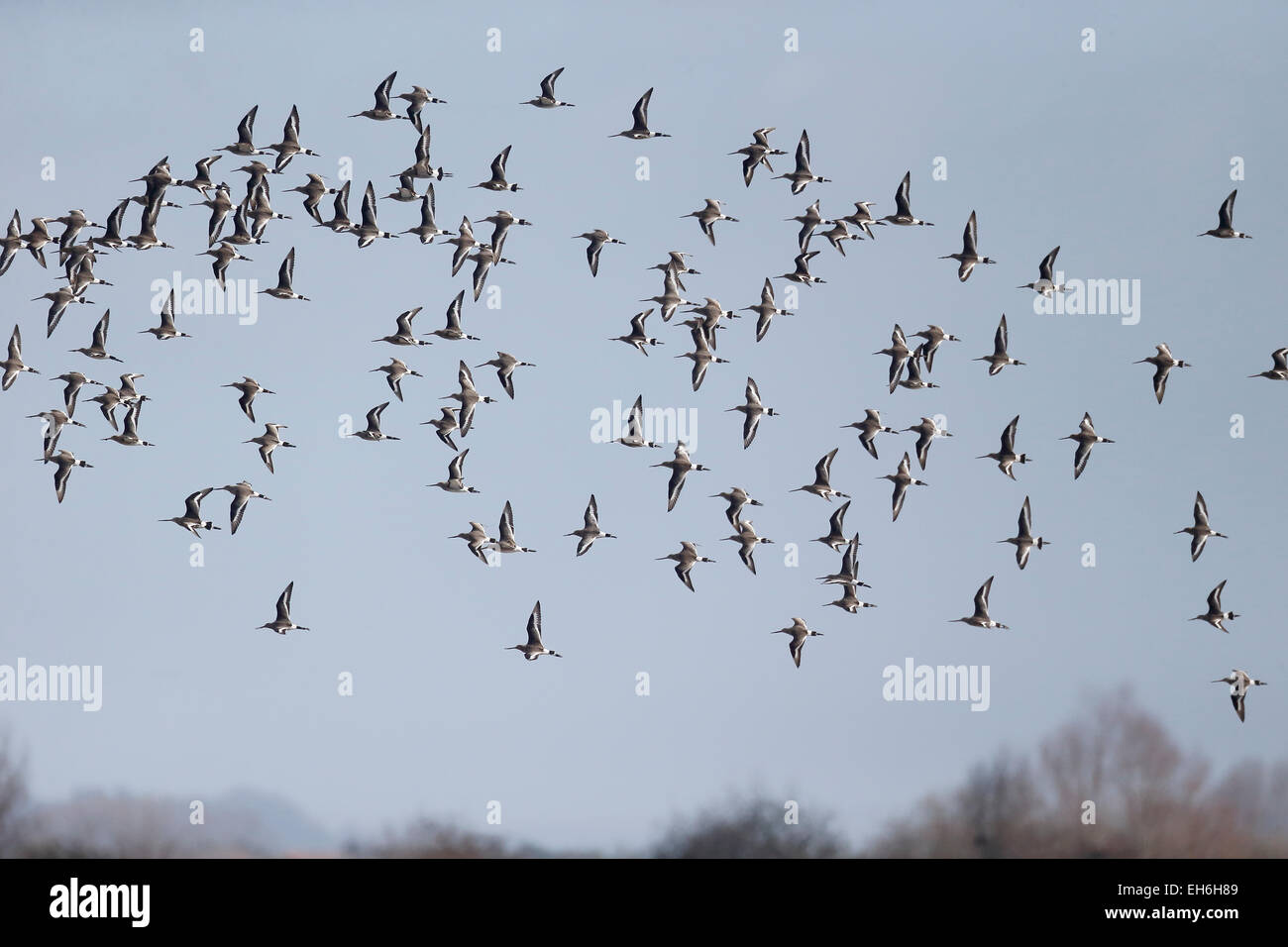 Barge à queue noire, Limosa limosa, Groupe en vol, Gloucestershire, Mars 2015 Banque D'Images