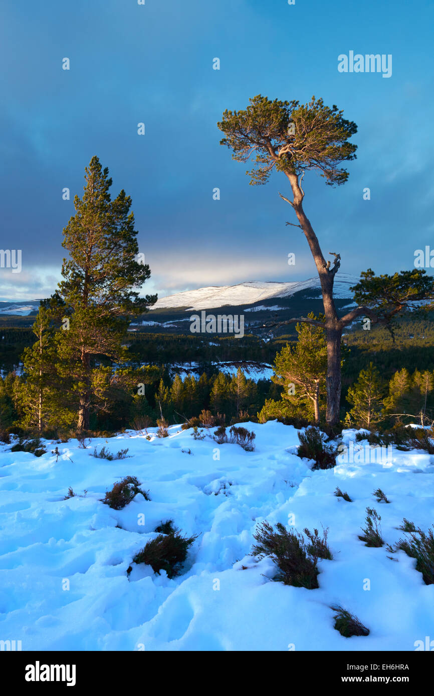 La fin de l'après-midi la lumière sur les Pins écossais près de à Aviemore, Écosse, Royaume-Uni, Cairngorms Banque D'Images