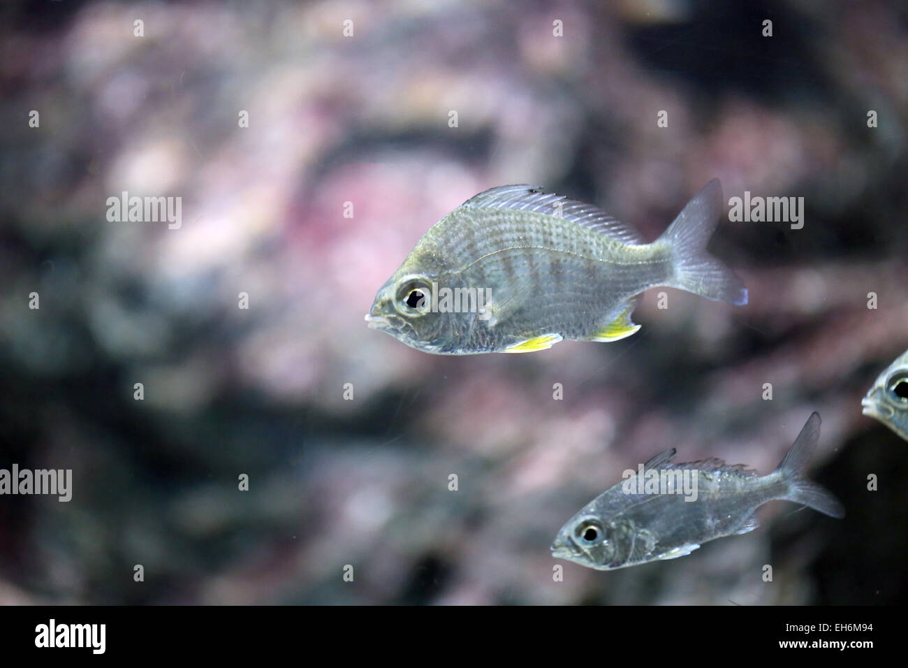 Argent mer poisson dans un aquarium. Banque D'Images
