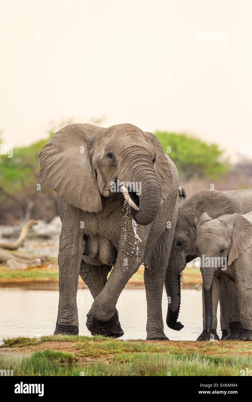 Les éléphants à un trou d'eau dans le parc national d'Etosha, Namibie. Banque D'Images