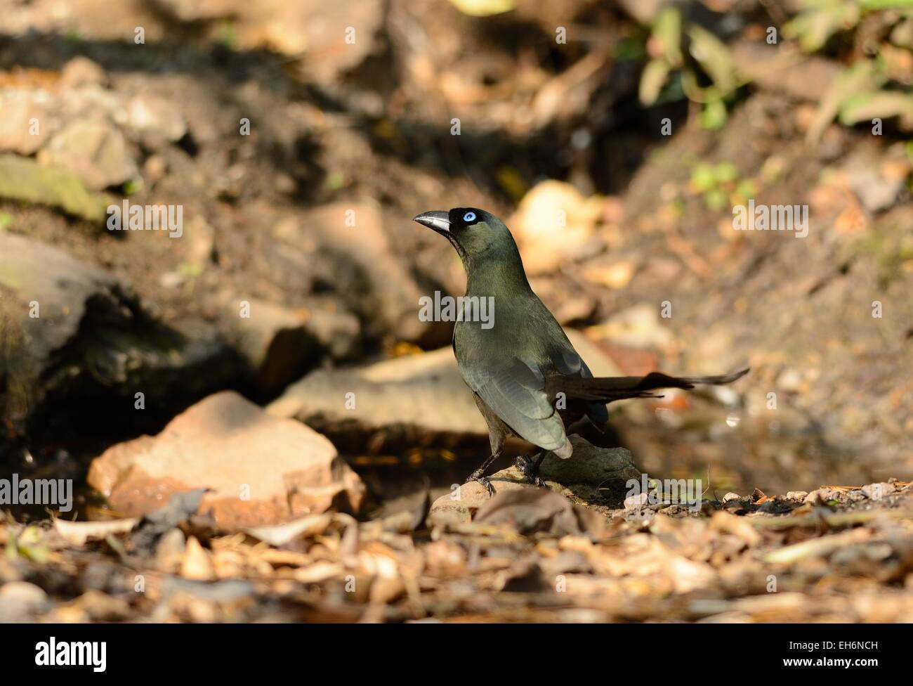 Belle Racket-tailed Treepie (Crypsirina temia) dans la forêt thaïlandaise Banque D'Images