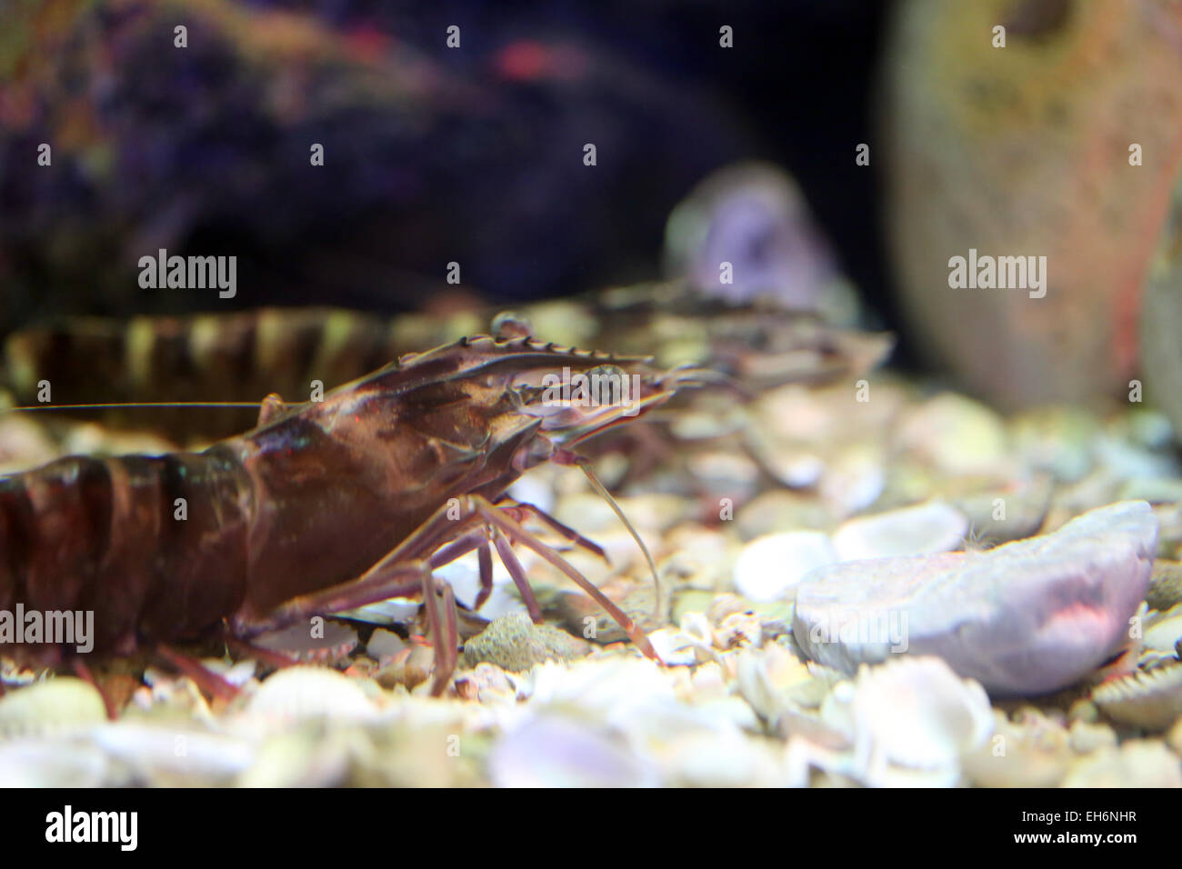 La crevette dans l'aquarium. Banque D'Images