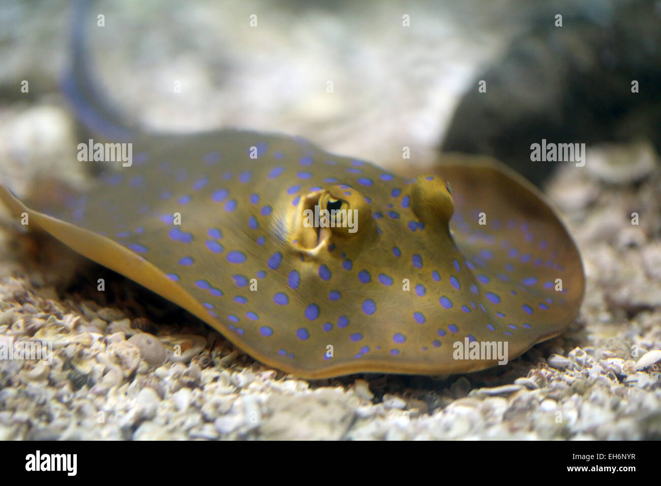 Il s'agit d'une raie ou Ray poisson dans l'aquarium. Banque D'Images