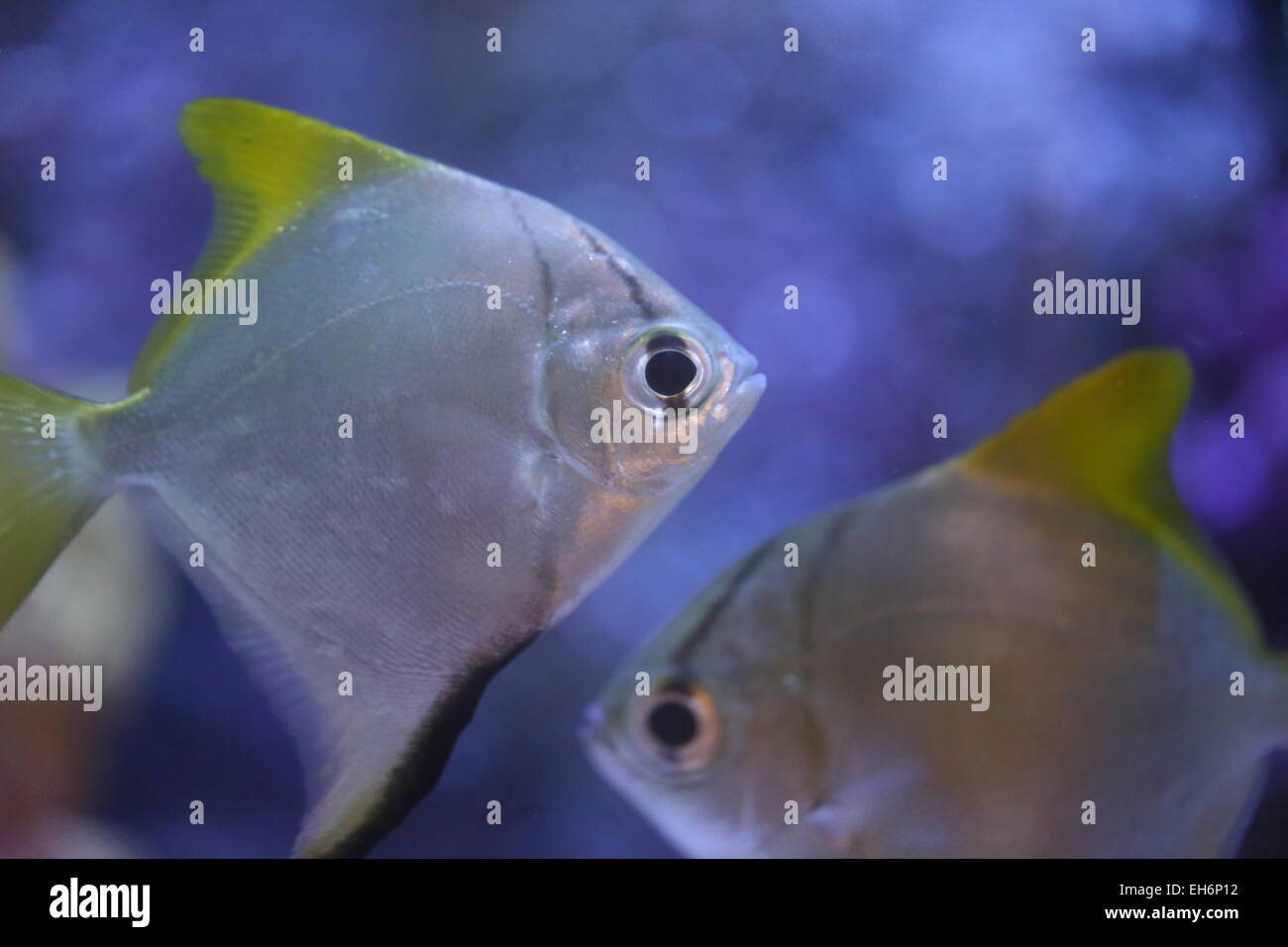 Poissons d'argent dans la mer de l'aquarium. Banque D'Images