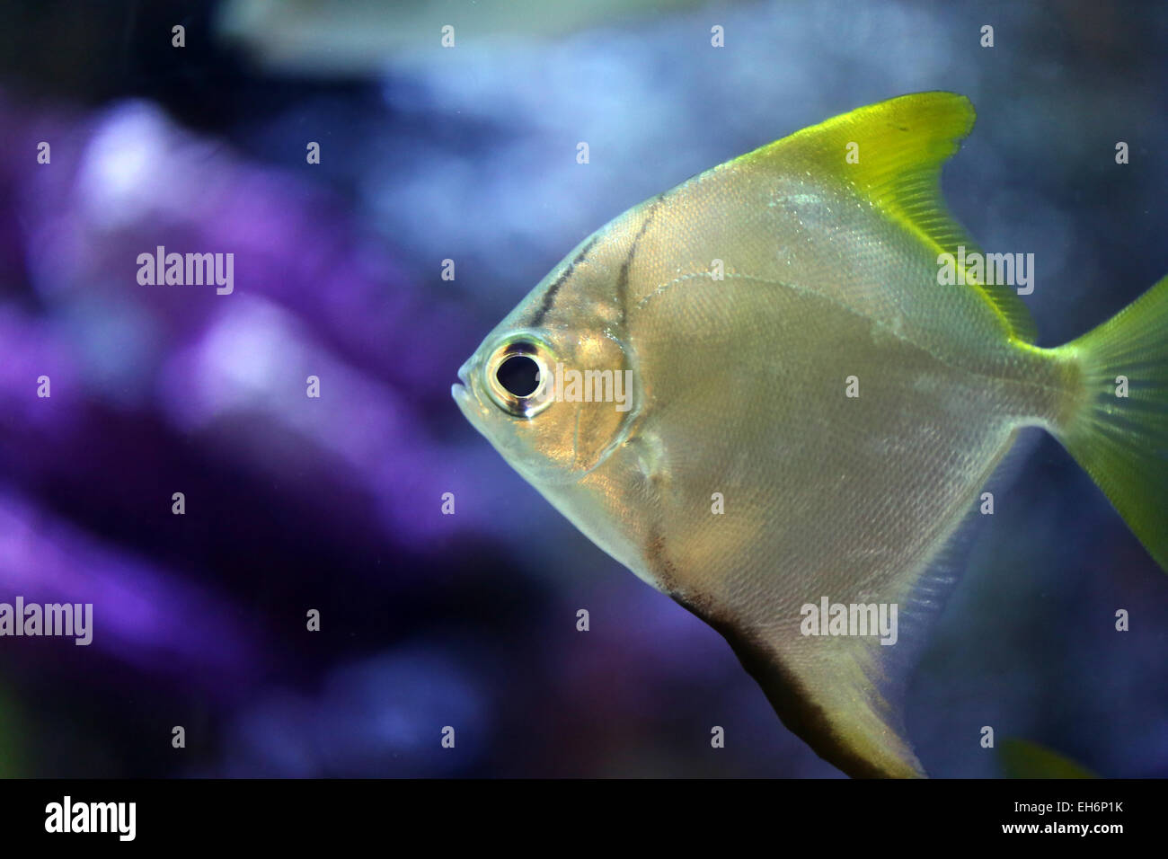 Poissons d'argent dans la mer de l'aquarium. Banque D'Images