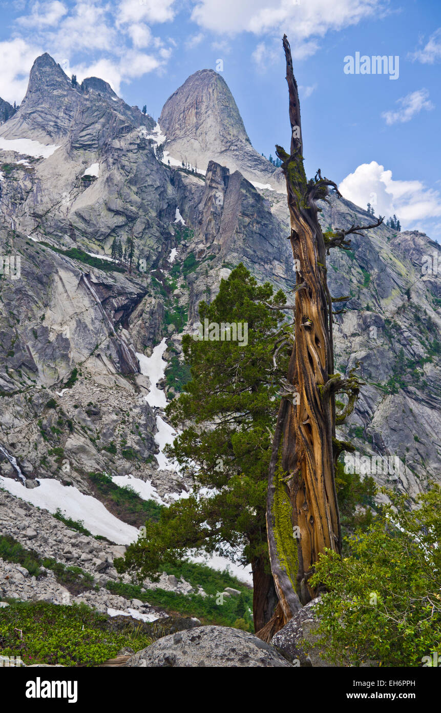 Juniper tree de torsion le long de High Sierra trail à Sequoia National Park, Californie. Banque D'Images